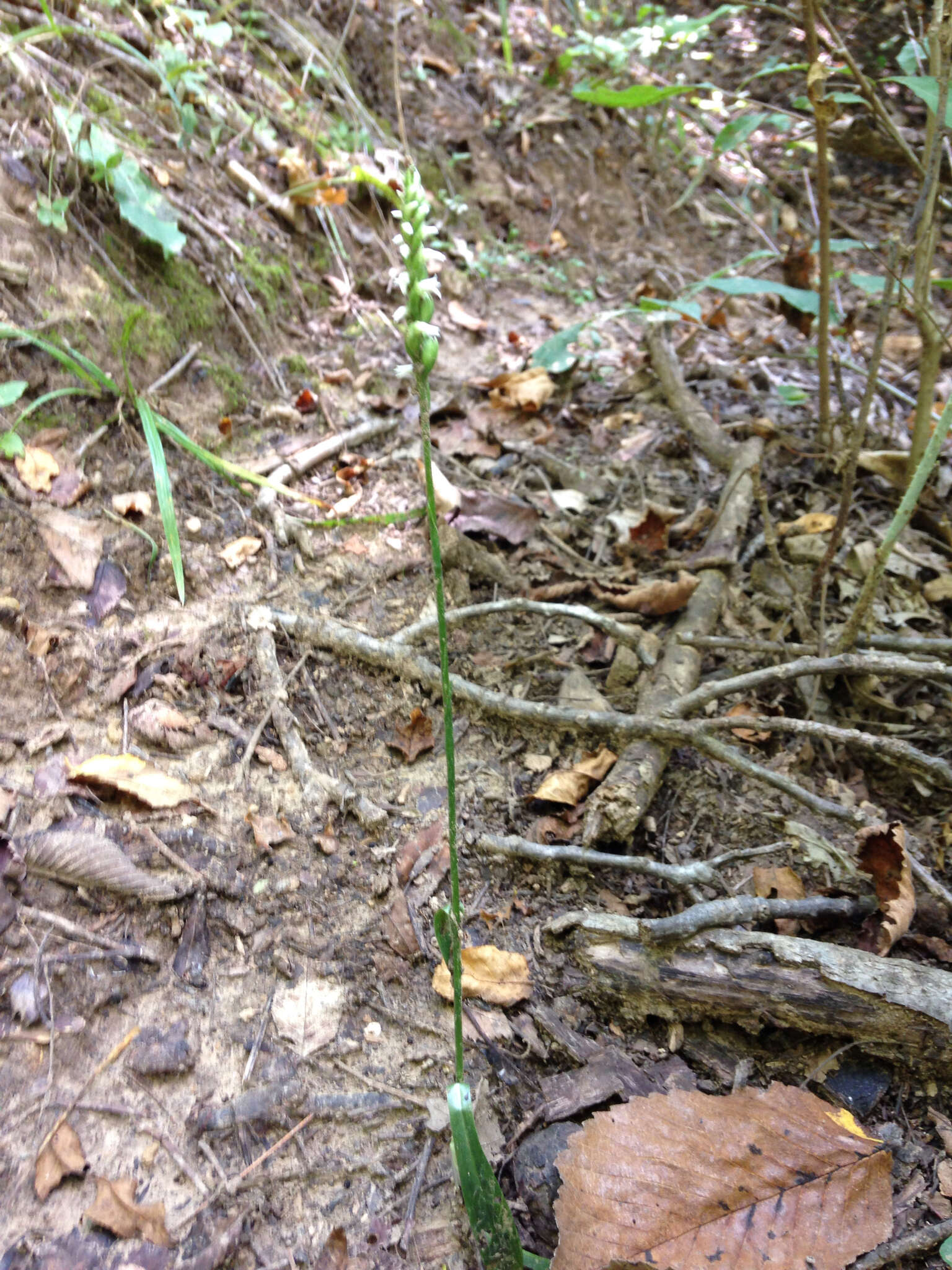 Image of October lady's tresses