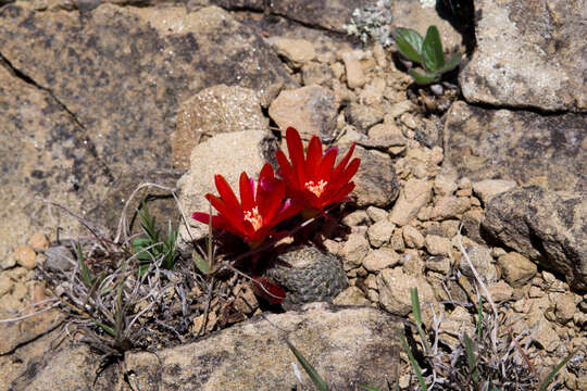 Image of Aylostera heliosa