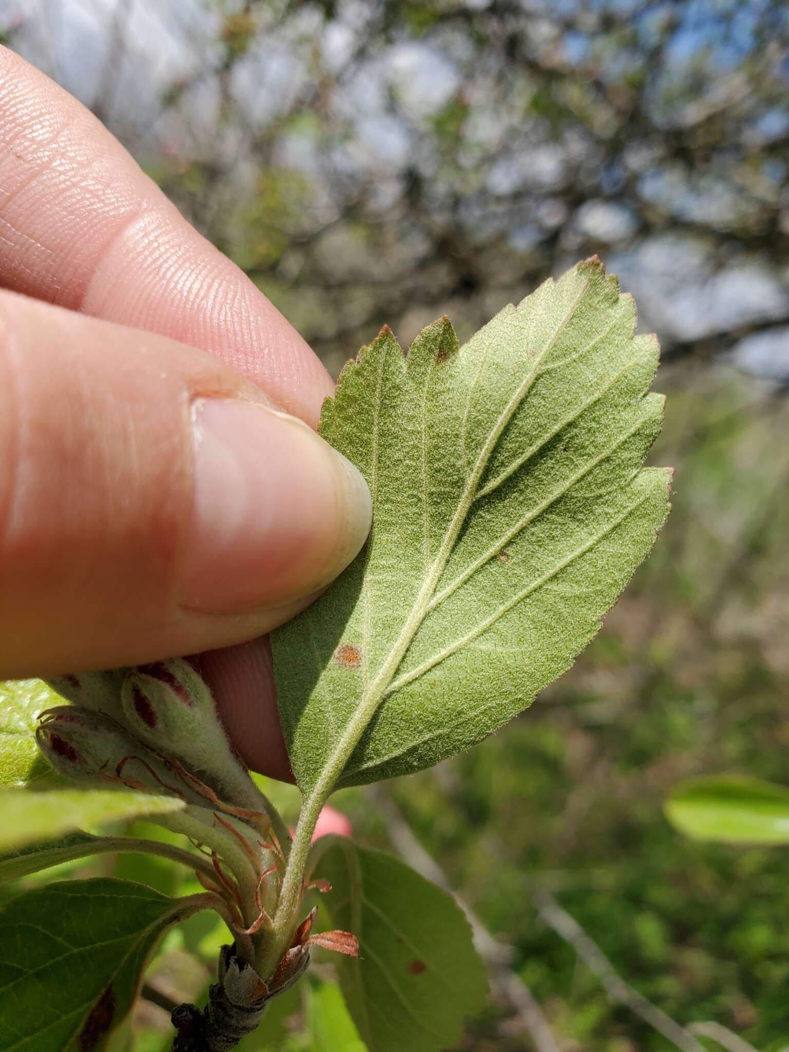 Image of prairie crab apple