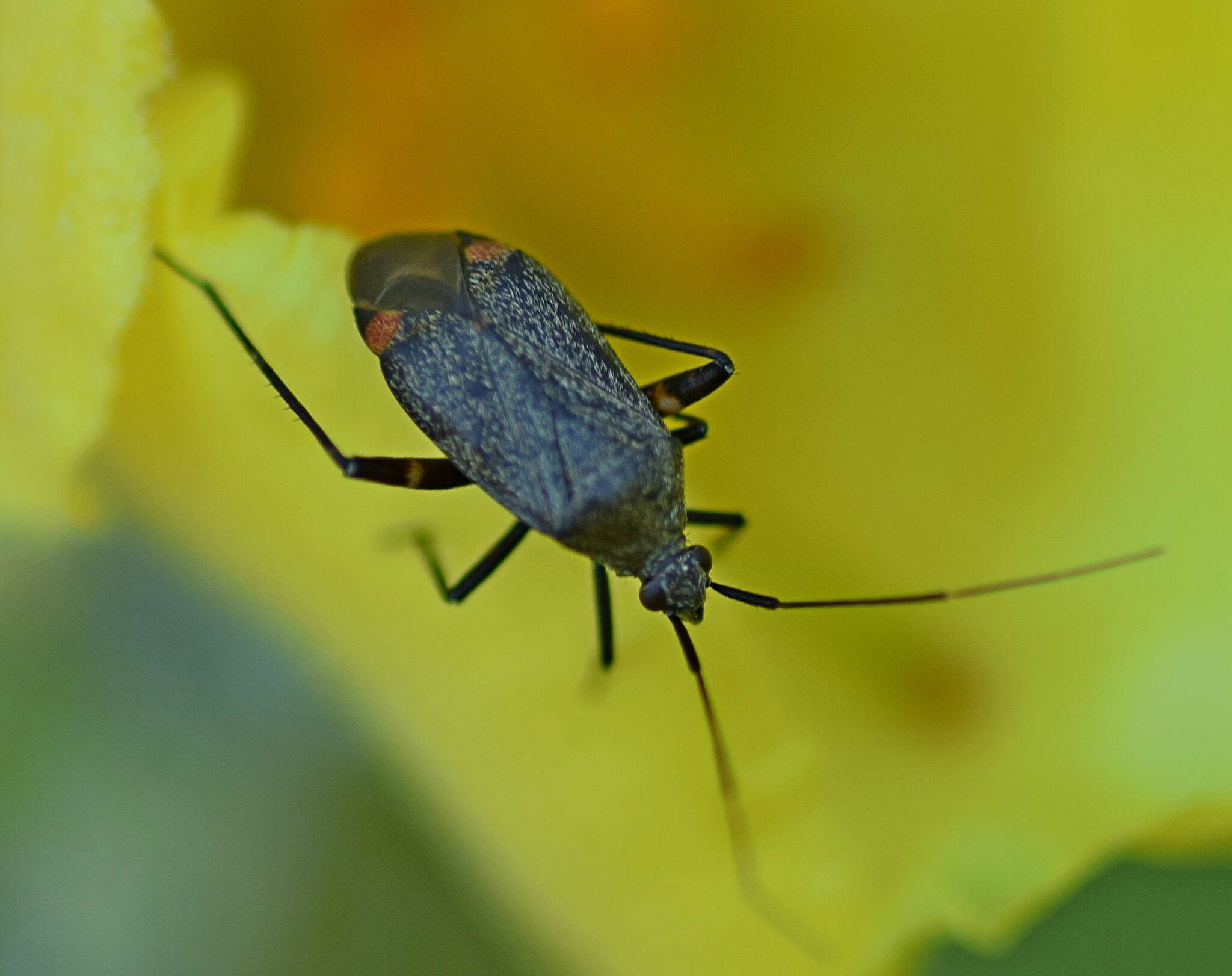 Image of Closterotomus cinctipes (A. Costa 1853)