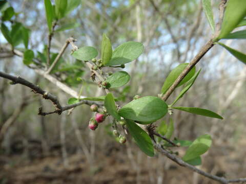 Image of Barbados cherry