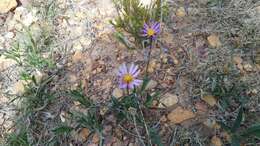 Plancia ëd Afroaster hispida (Thunb.) J. C. Manning & Goldblatt