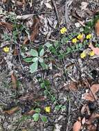 Image of Goodenia hederacea Sm.