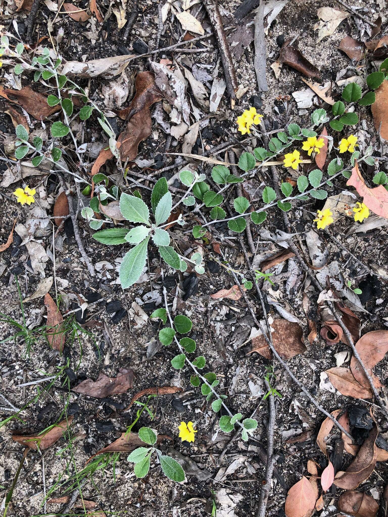 Image of Goodenia hederacea Sm.