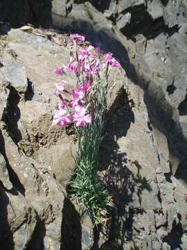 Image of cheddar pink