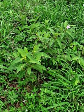 Image de Solanum campylacanthum subsp. campylacanthum