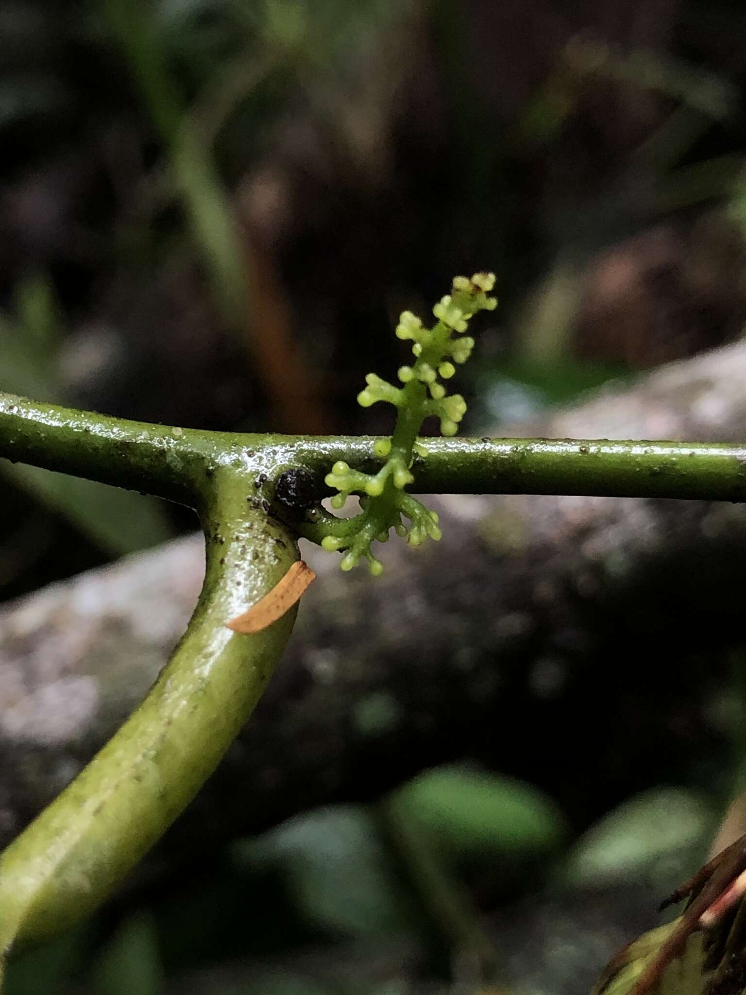 Sivun Compsoneura mexicana (Hemsl.) Janovec kuva