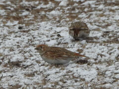 Image of White-winged Lark