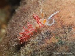 Image of Cratena minor Padula, Araújo, Matthews-Cascon & Schrödl 2014