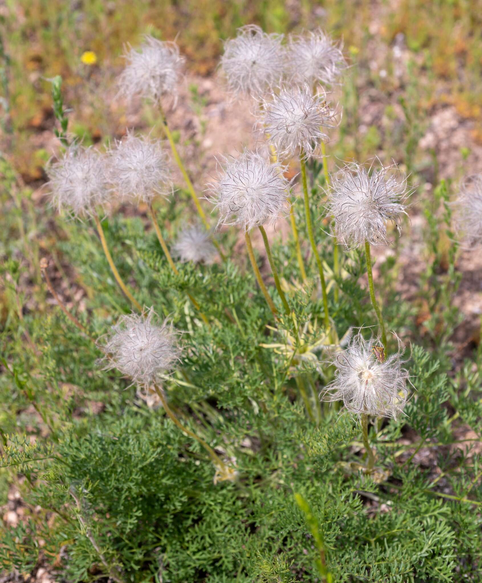 صورة Pulsatilla tenuiloba (Hayek) Juzepczuk