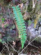 Image de Polystichum nepalense (Spreng.) C. Chr.