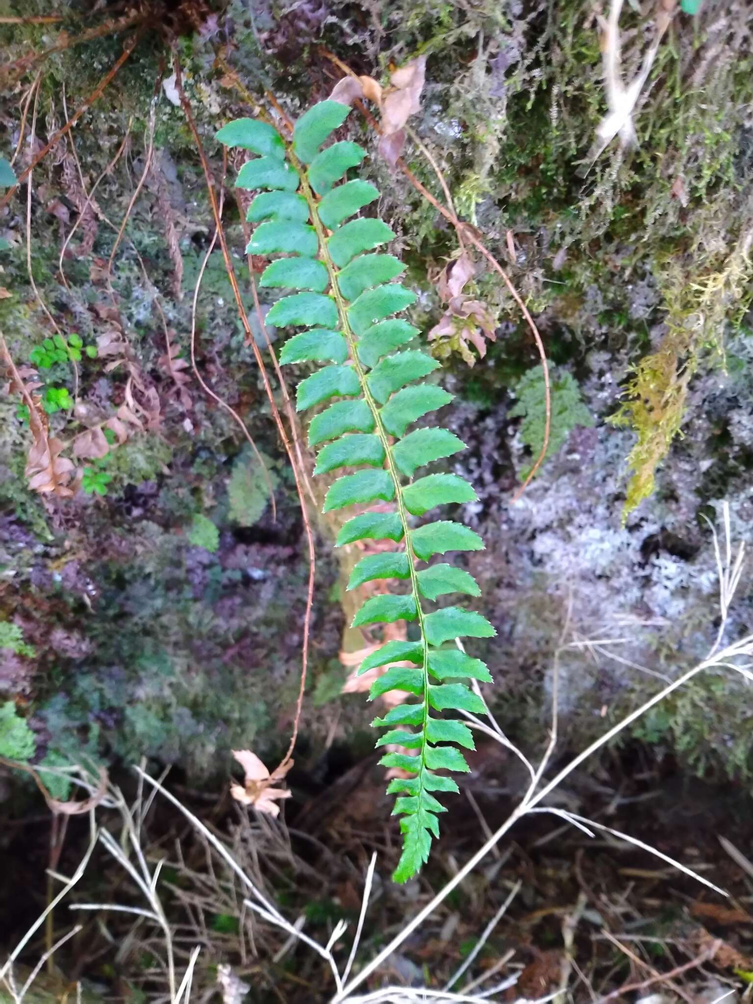 Plancia ëd Polystichum nepalense (Spreng.) C. Chr.