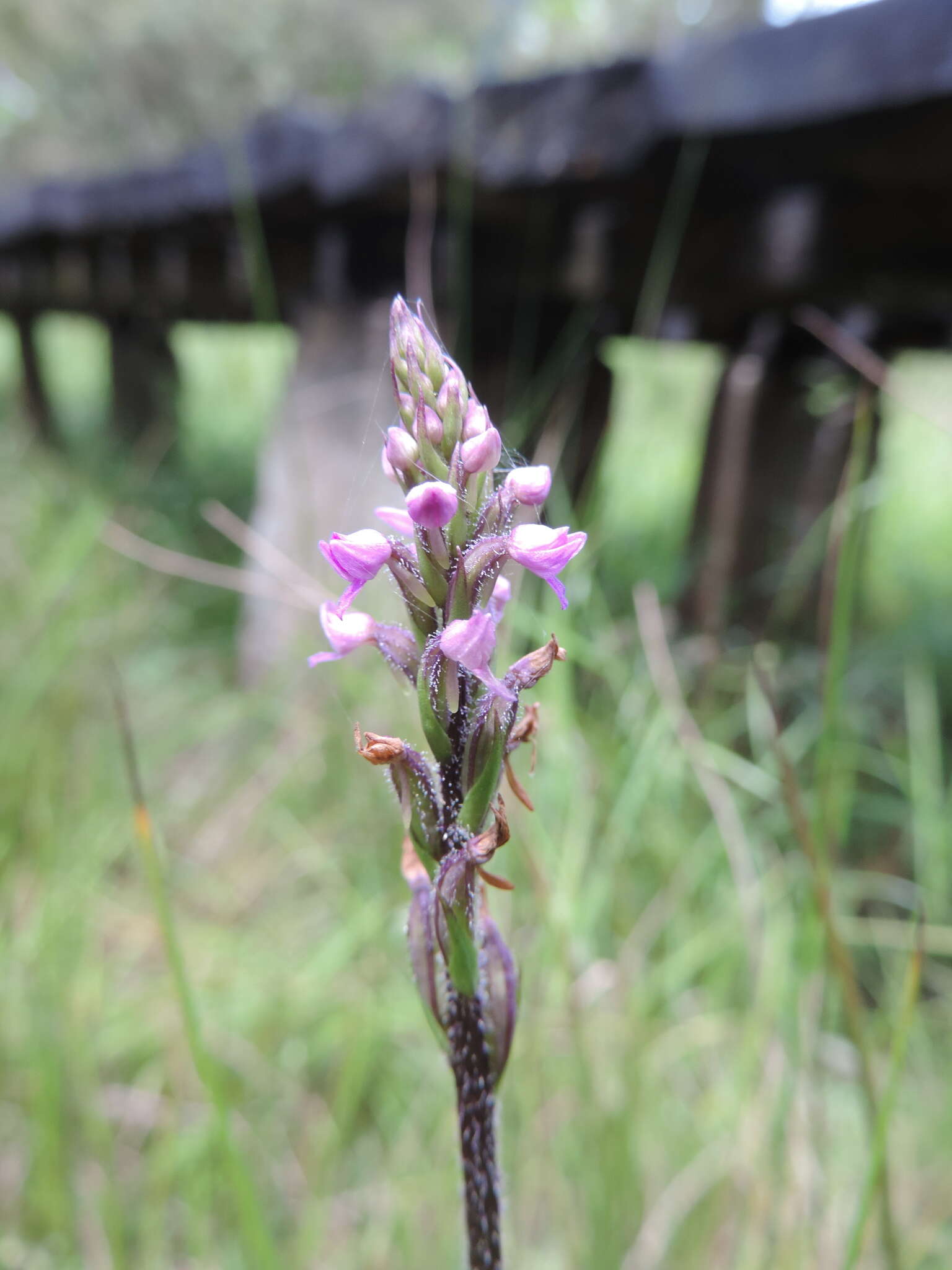 Cynorkis anacamptoides Kraenzl.的圖片