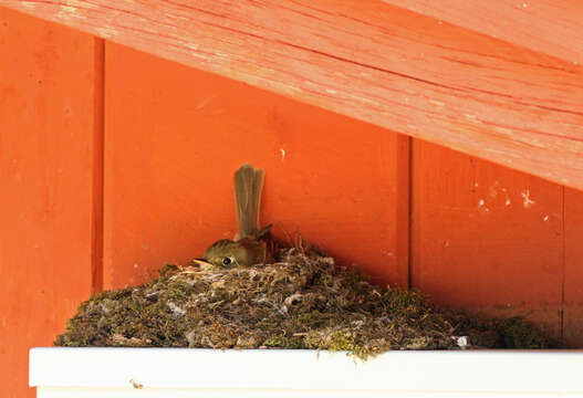 Image of Cordilleran Flycatcher