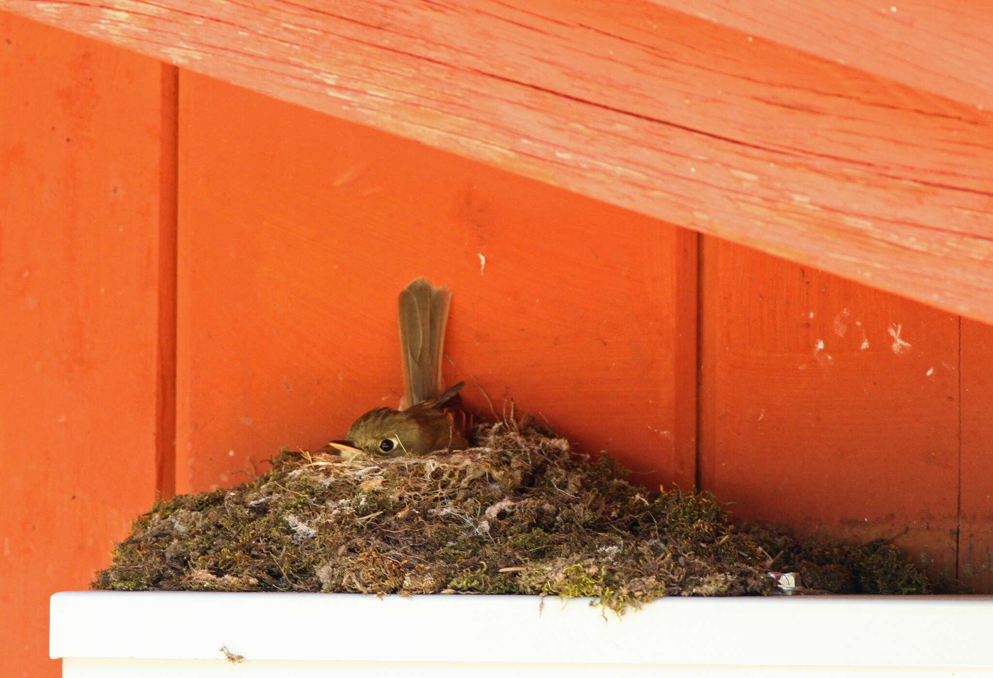 Image of Cordilleran Flycatcher