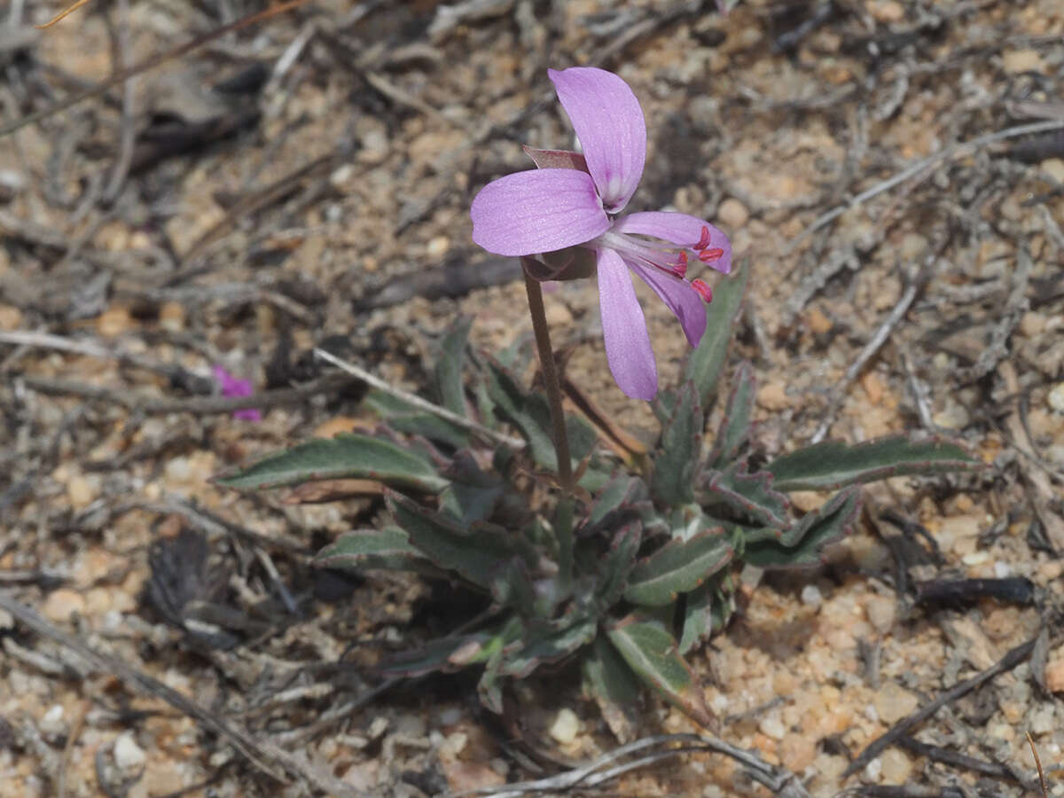 Image of Pelargonium coronopifolium Jacq.