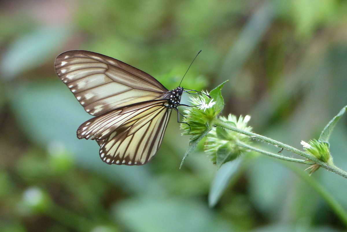 صورة Ideopsis vitrea Blanchard 1853