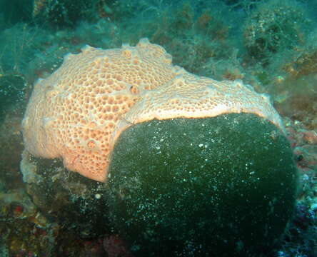 Image of crater sponge