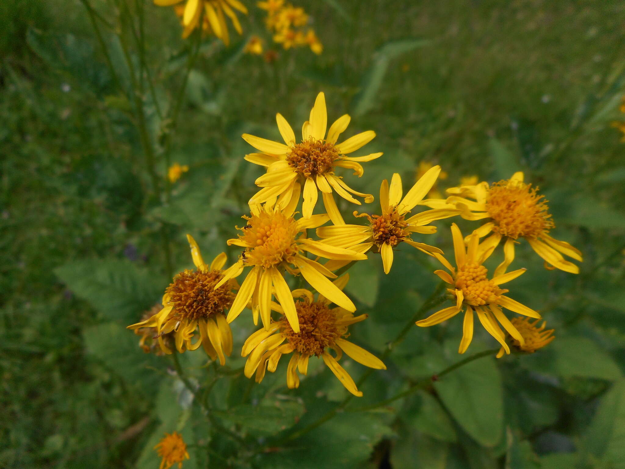 Image of Jacobaea alpina subsp. alpina