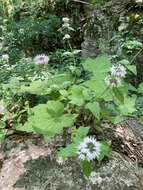 Image of Cumberland pagoda-plant