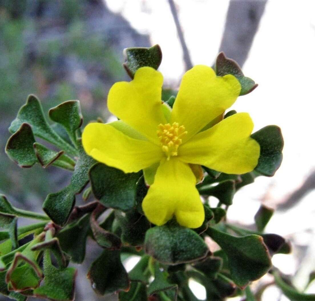 Image of Hibbertia circumdans B. J. Conn