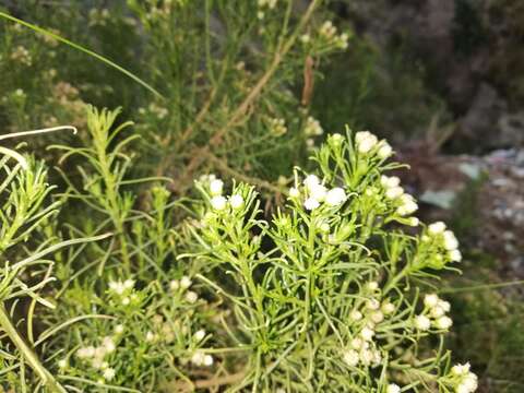 Imagem de Baccharis bolivensis (Wedd.) Cabrera