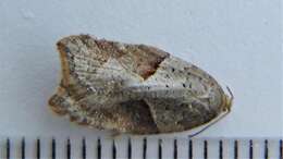 Acleris maccana Treitschke 1835的圖片