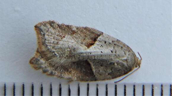 Image of Acleris maccana Treitschke 1835