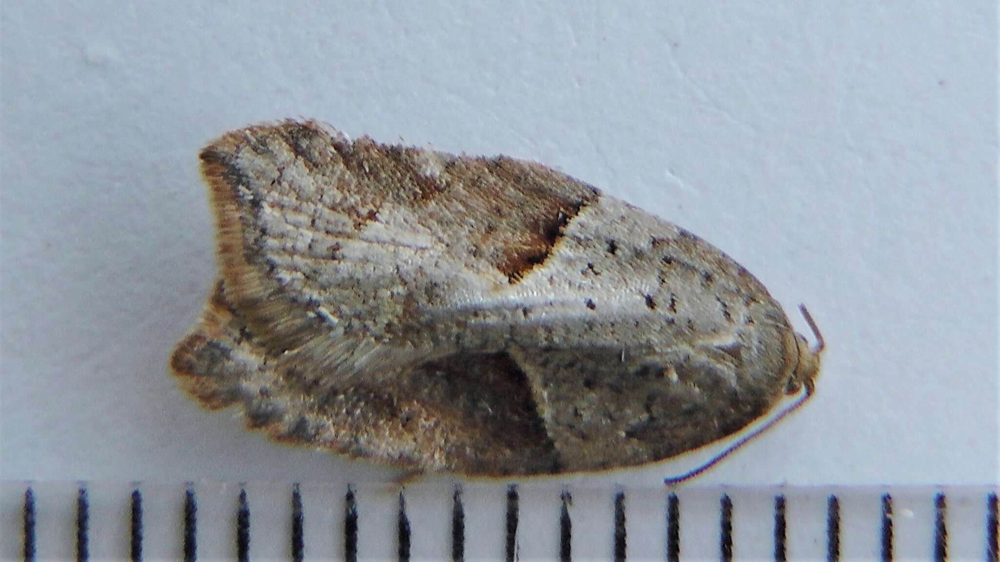 Acleris maccana Treitschke 1835的圖片