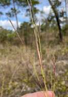 Image of crimson bluestem