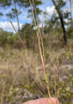 Image de Schizachyrium sanguineum (Retz.) Alston