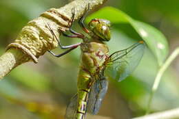 Image of Mangrove Darner