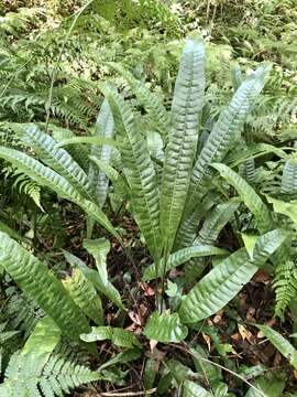 Neocheiropteris ensata (Thunb.) Ching resmi