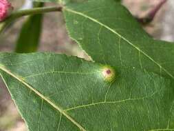 Image of Phylloxera foveola Pergande 1904