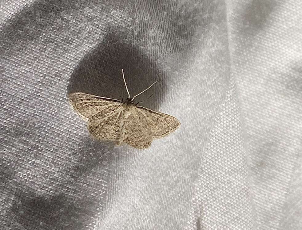 Image of <i>Idaea ostentaria</i>