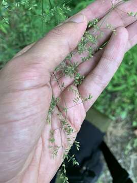 Image of Clustered Fescue