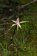 Image of Caladenia colorata D. L. Jones