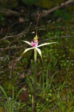 Image of Caladenia colorata D. L. Jones