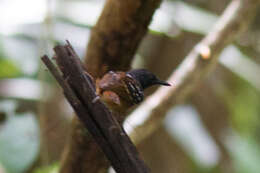 Image of Southern Chestnut-tailed Antbird