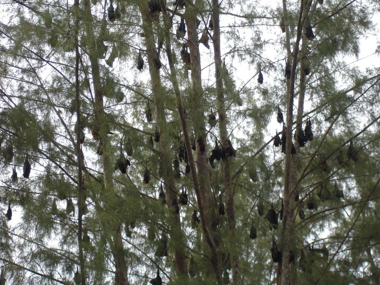 Image of Island Flying Fox