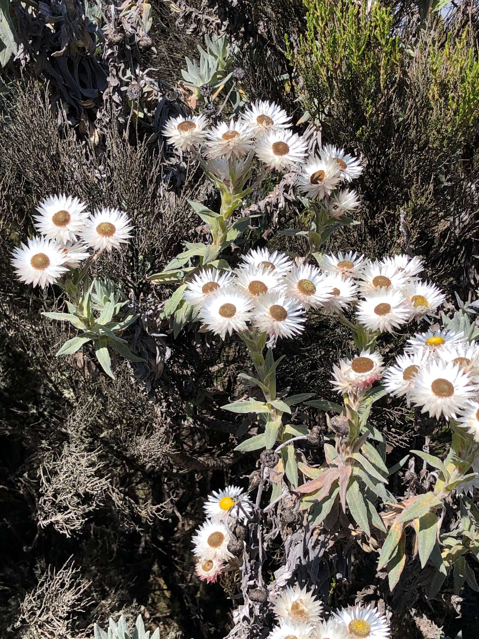 Image of everlasting-flower