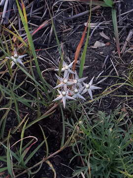 Image of Asclepias gibba var. gibba