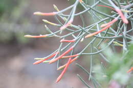 Image of Psittacanthus sonorae (Watson) J. Kuijt