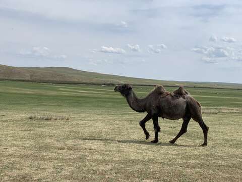 Image of Bactrian camel