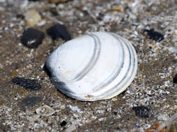 Image of surf clam