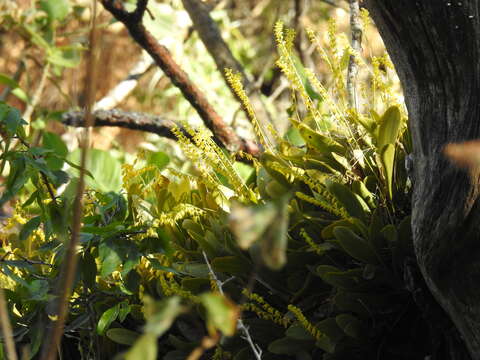 Image de Stelis quadrifida (Lex.) Solano & Soto Arenas