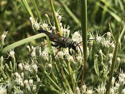 Image of Katydid Wasp