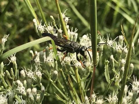 Image of Katydid Wasp