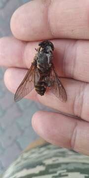 Image of pale giant horse-fly