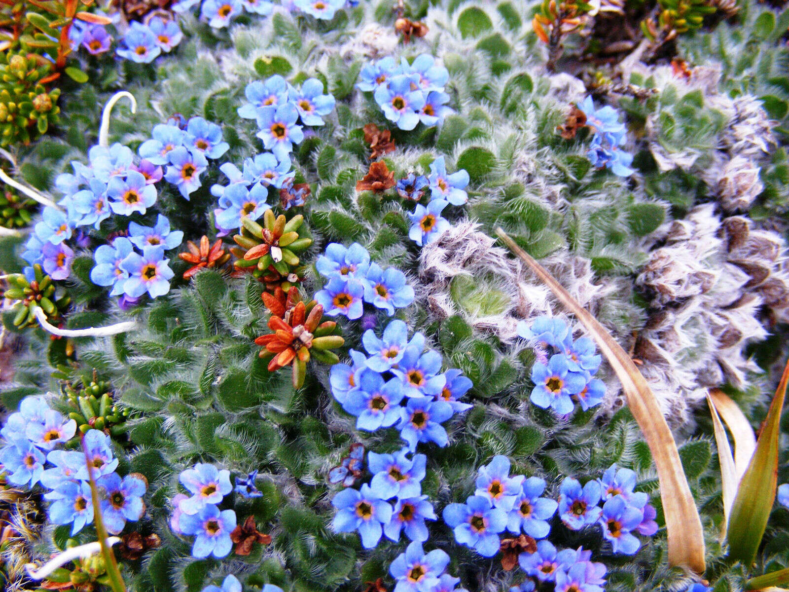 Image of arctic alpine forget-me-not